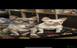 French Bulldog dogs for sale: French bulldog puppies - Image 10