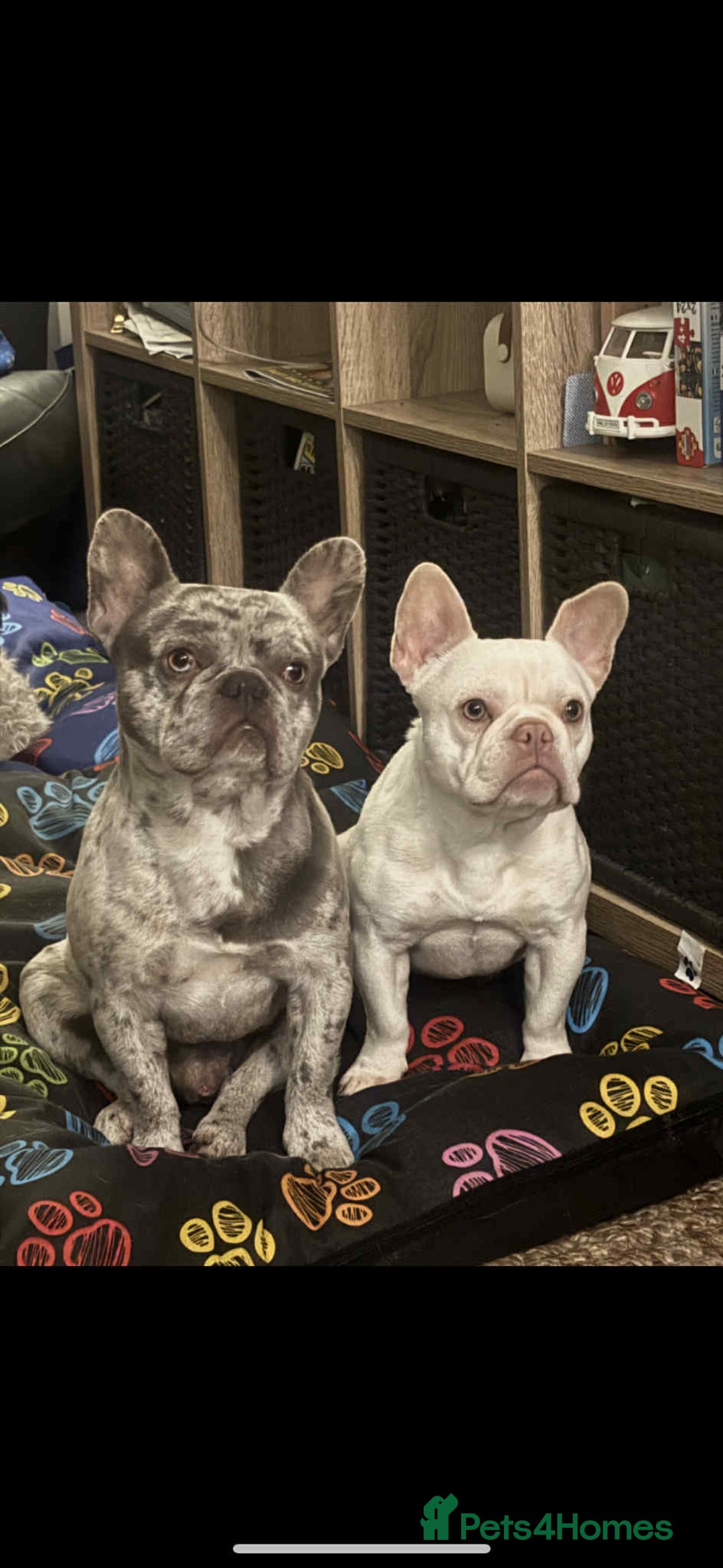 French Bulldog dogs for sale: French bulldog puppies - Image 10