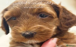 Australian Labradoodle dogs for sale: Australian Labradoodle puppies Multigen  - Image 2