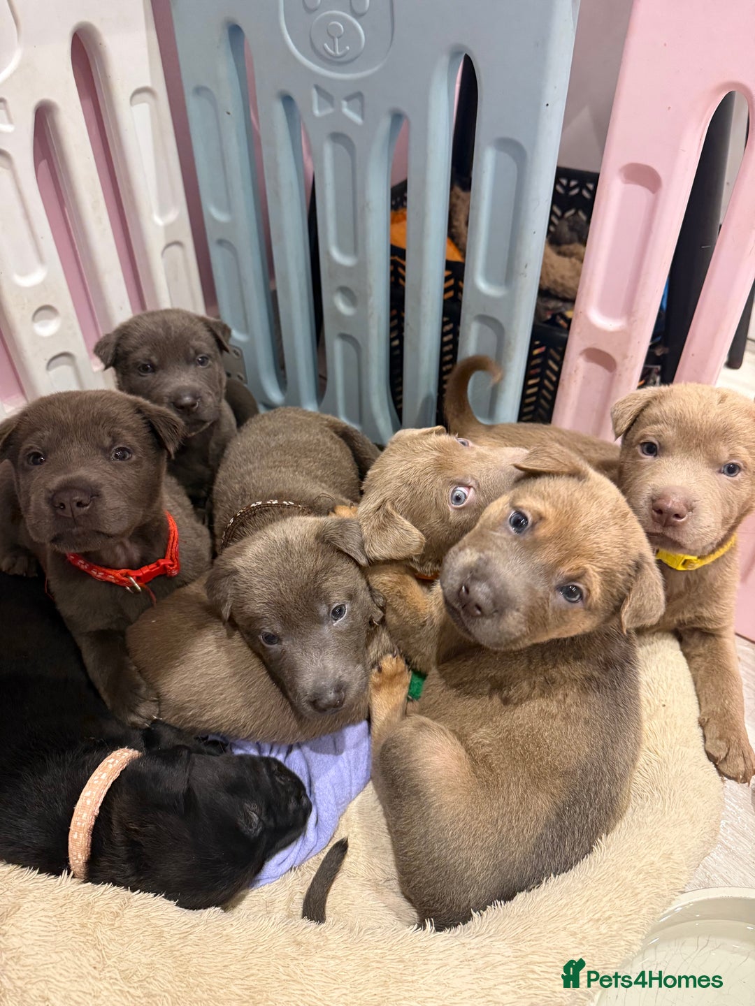 Mixed Breed dogs for sale: Ready 12 Jan Sharpei x Rhodesian ridgeback Hybrid - Advert 20