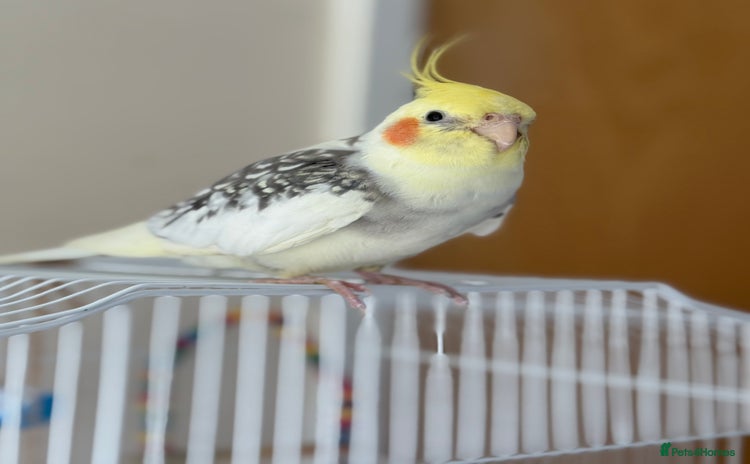Cockatiels birds - Advert 1