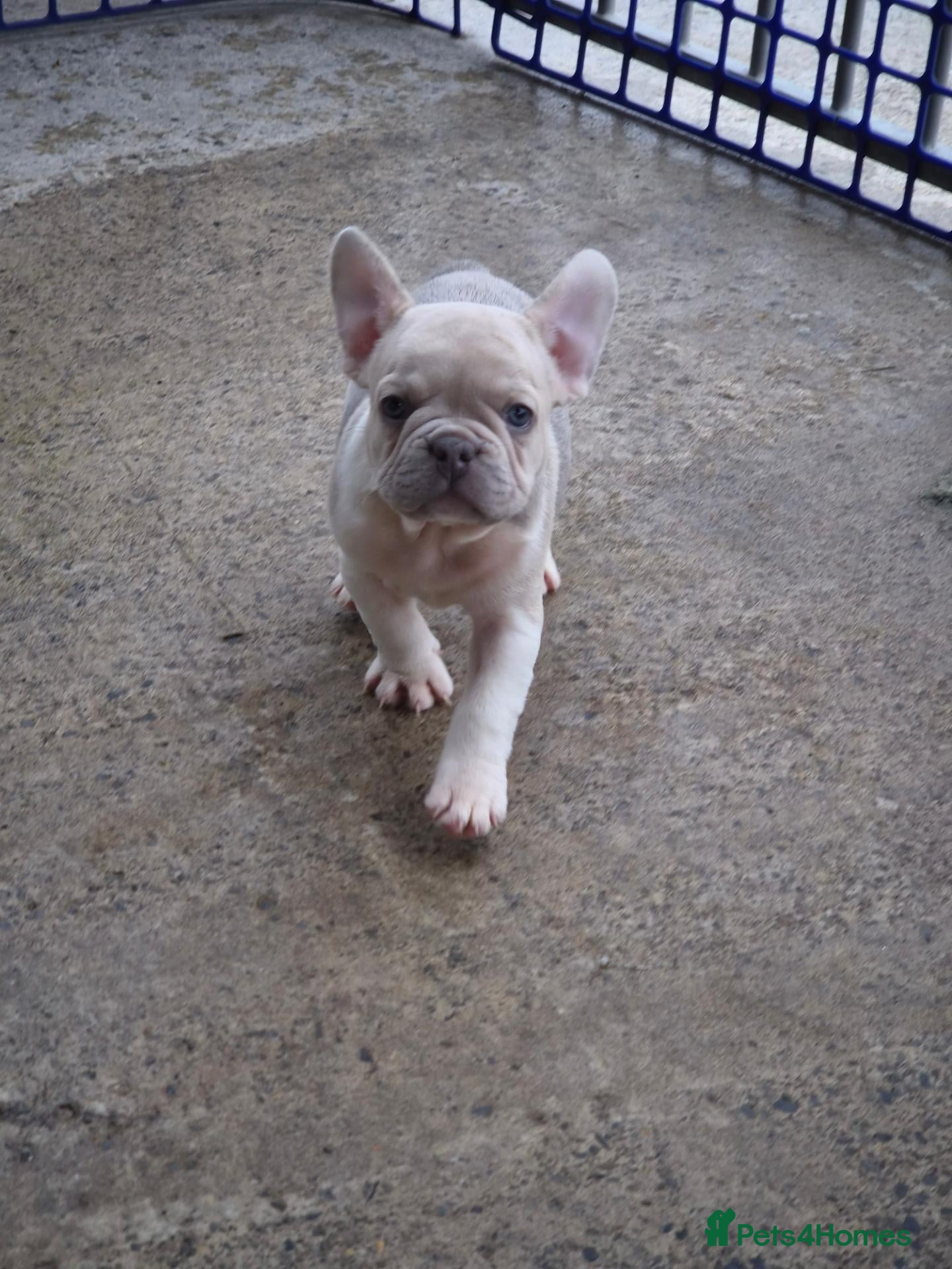 French Bulldog dogs French Bulldog KC Puppies - Advert 2