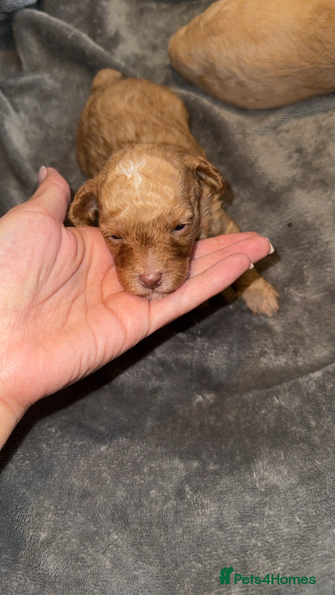 Cavapoo dogs for sale: 2 gorgeous boys looking for there forever home🩵  - Image 12