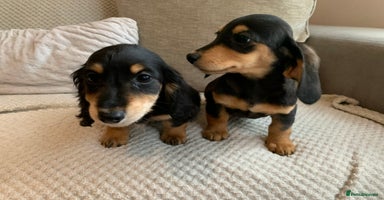 Miniature Dachshund dogs - Advert 1