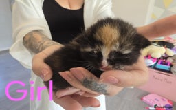 Mixed Breed cats for sale: Adorable Kittens Looking for Their Forever Homes - Image 13