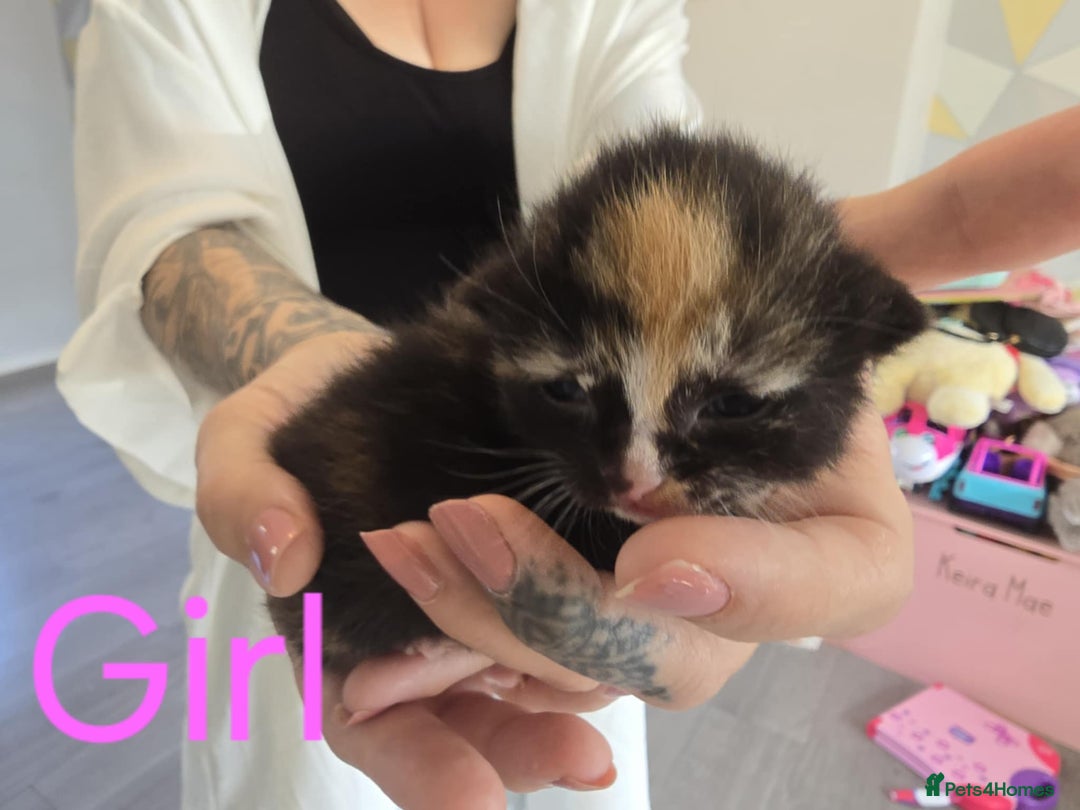 Mixed Breed cats for sale: Adorable Kittens Looking for Their Forever Homes - Image 13