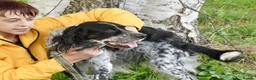 English Setter dogs for adoption: Moro  in Frinton-on-Sea - Advert 10