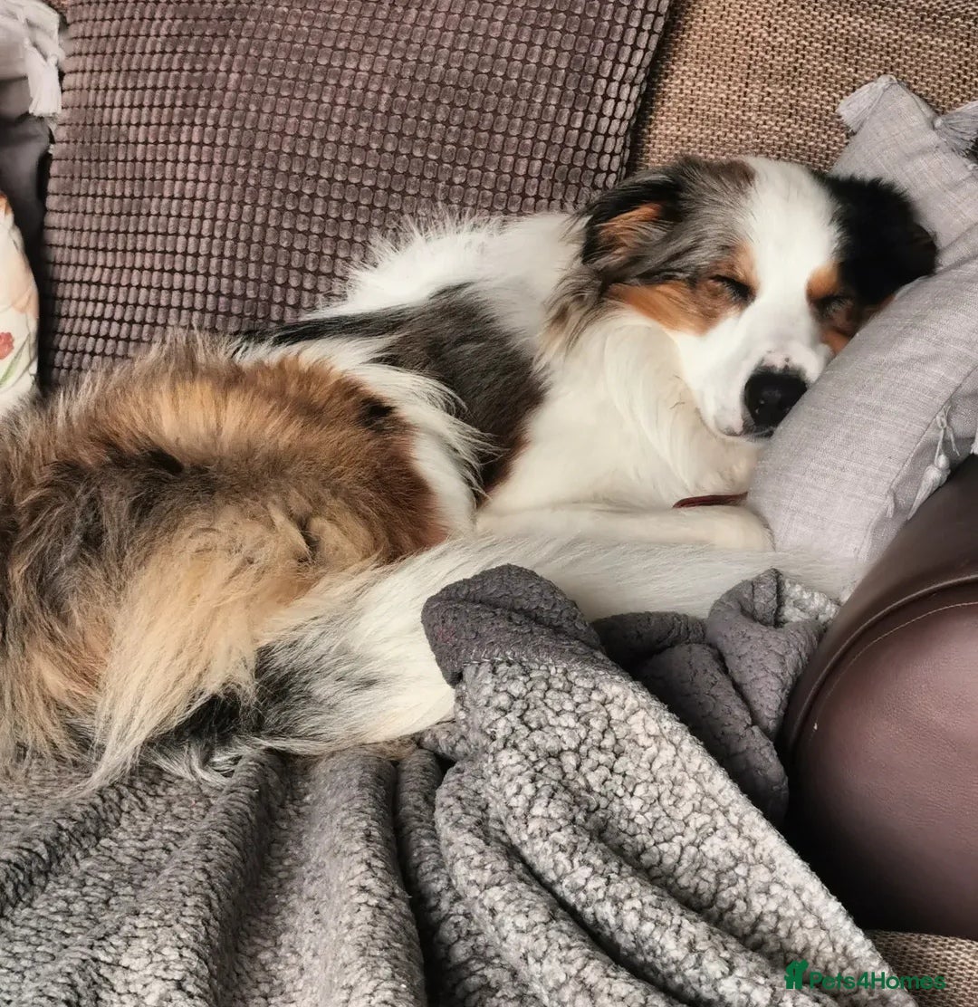 Border Collie dogs for stud: Hugo Border Collie Male in Doncaster - Advert 2