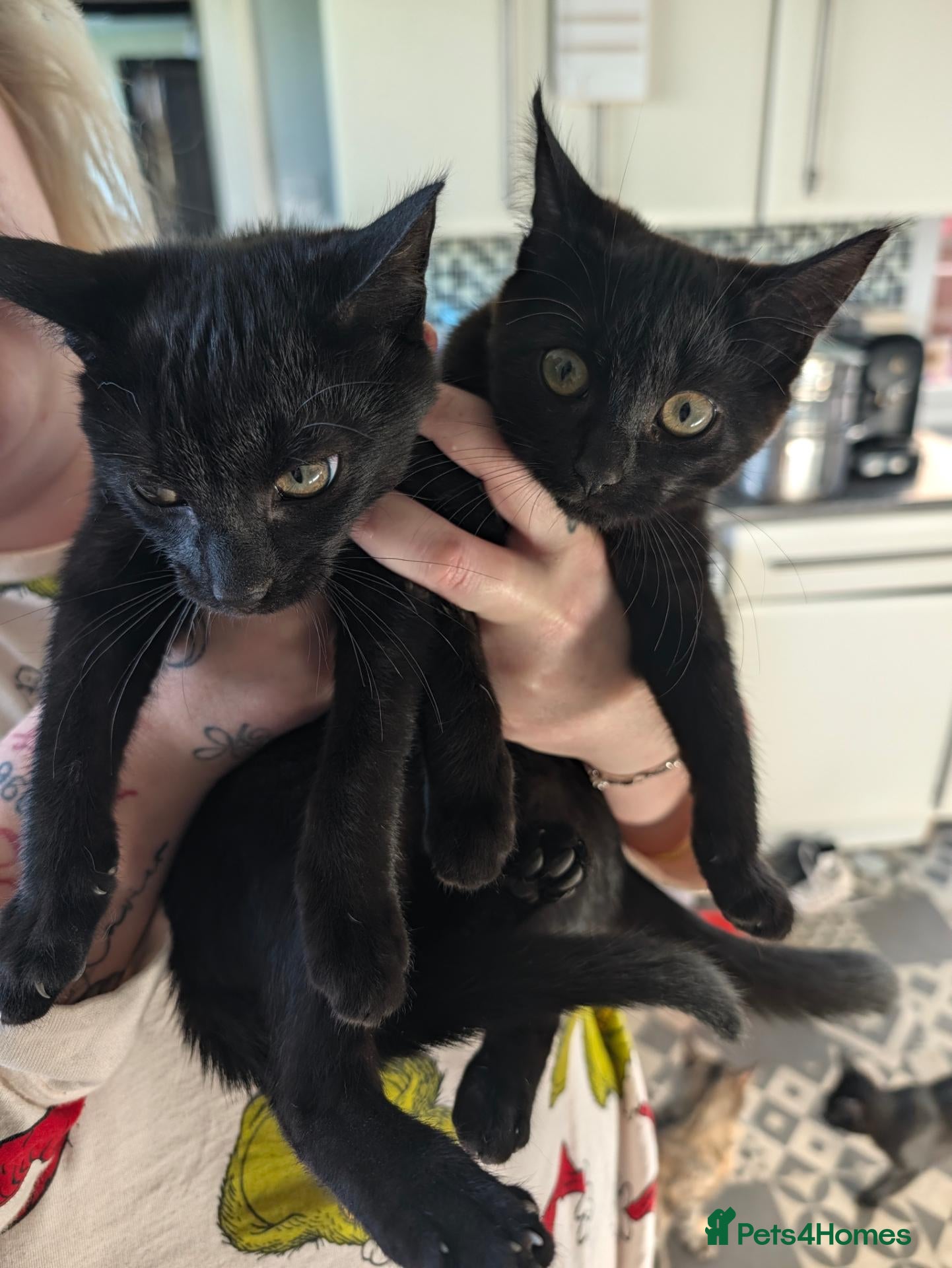 Mixed Breed cats Black Kittens for Sale - Advert 2