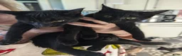 Mixed Breed cats for sale: Black Kittens for Sale - Advert 1