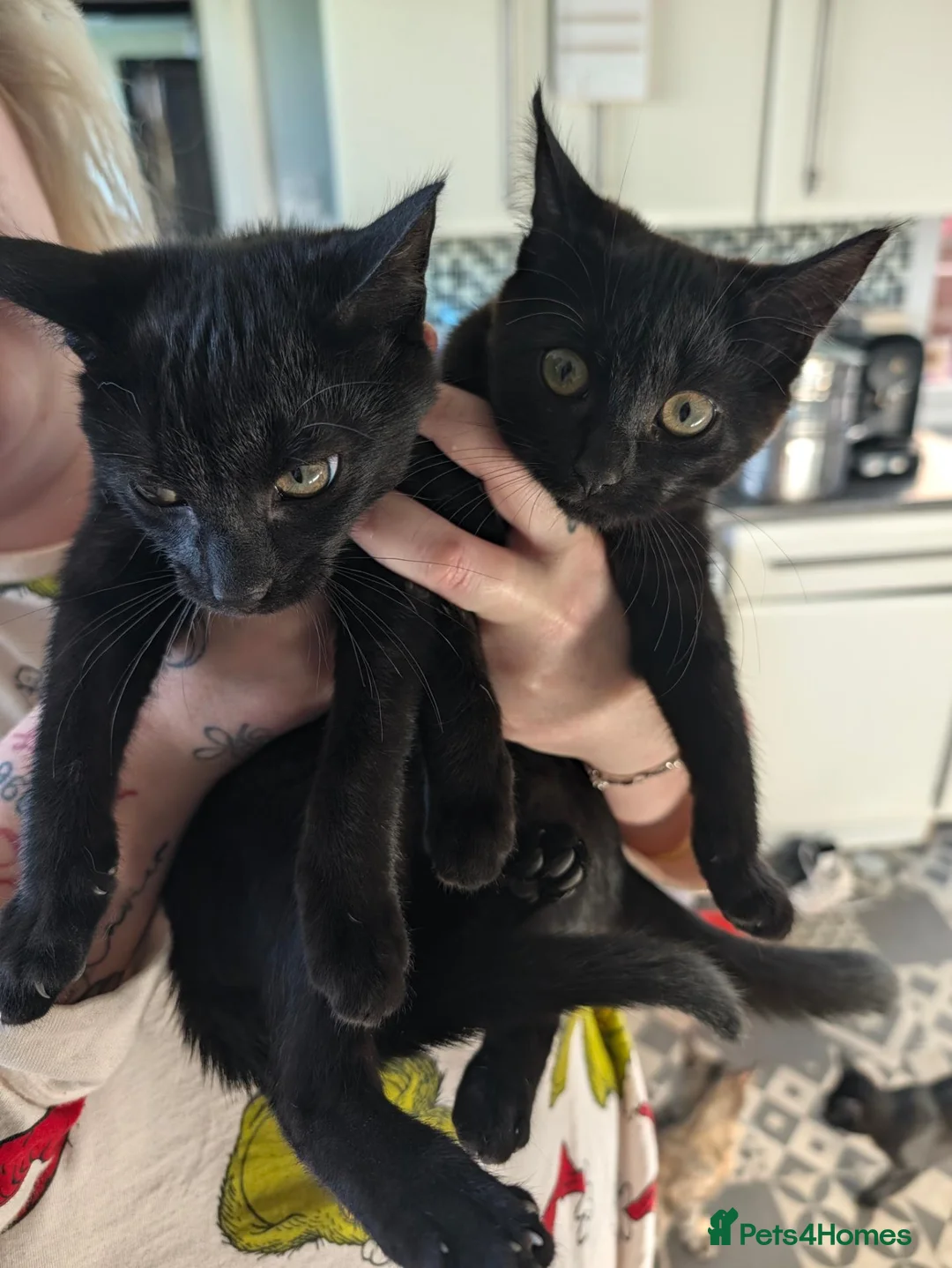 Mixed Breed cats for sale: Black Kittens for Sale - Advert 1