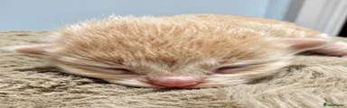 Ragcoon 4