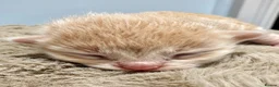 Ragcoon cats for sale: The best F1 Ragcoon kittens.  - Advert 13