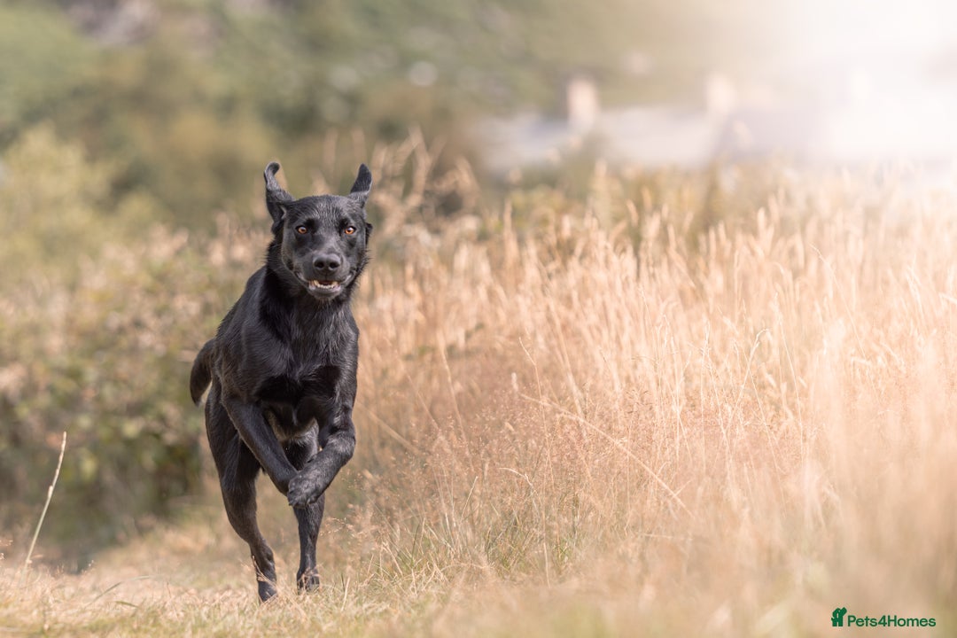 Labrador Retriever dogs for stud: STUD KC registered Labrador Retriever  in Blaenau Ffestiniog - Image 4