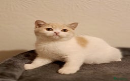 British Shorthair cats for sale: British Shorthair Fawn Tortie & White Female - Advert 1
