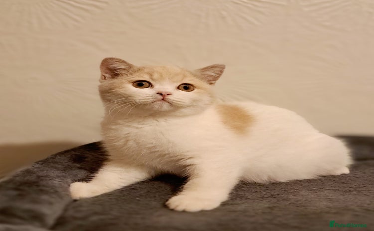 British Shorthair cats British Shorthair Fawn Tortie & White Female - Advert 1