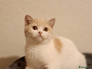 British Shorthair cats British Shorthair Fawn Tortie & White Female - Advert 6