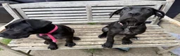 Cane Corso dogs for sale: COLLECT TDAYPure Breed CaneCorso Pups - Advert 5