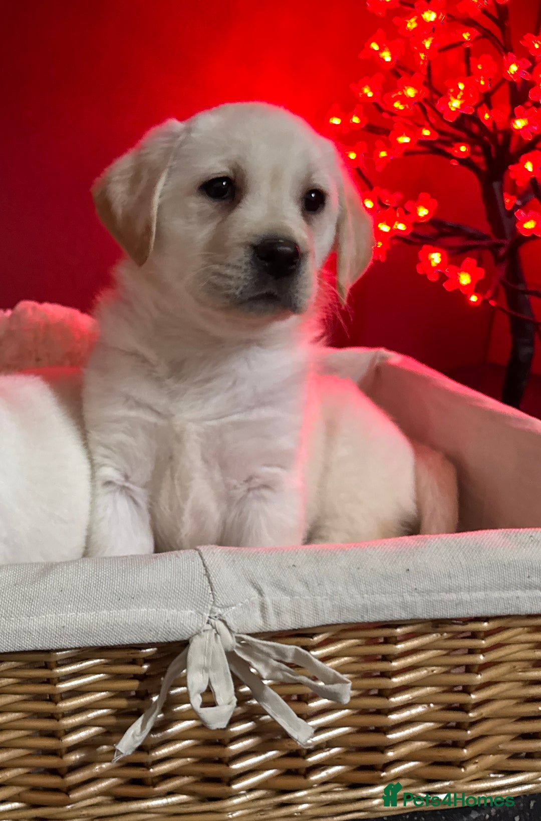 Labrador Retriever dogs for sale: KC, Champion Pedigree ,Extensively Health Tested - Image 10
