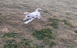 Chihuahua dogs for sale: Beautiful white short coat male Chihuahua  - Image 3