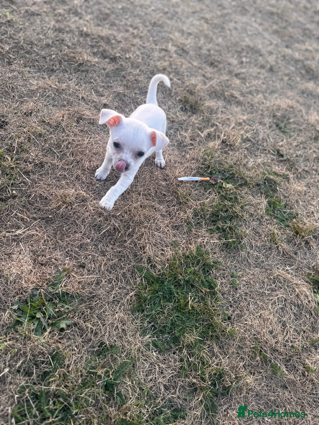 Chihuahua dogs for sale: Beautiful white short coat male Chihuahua  - Image 3