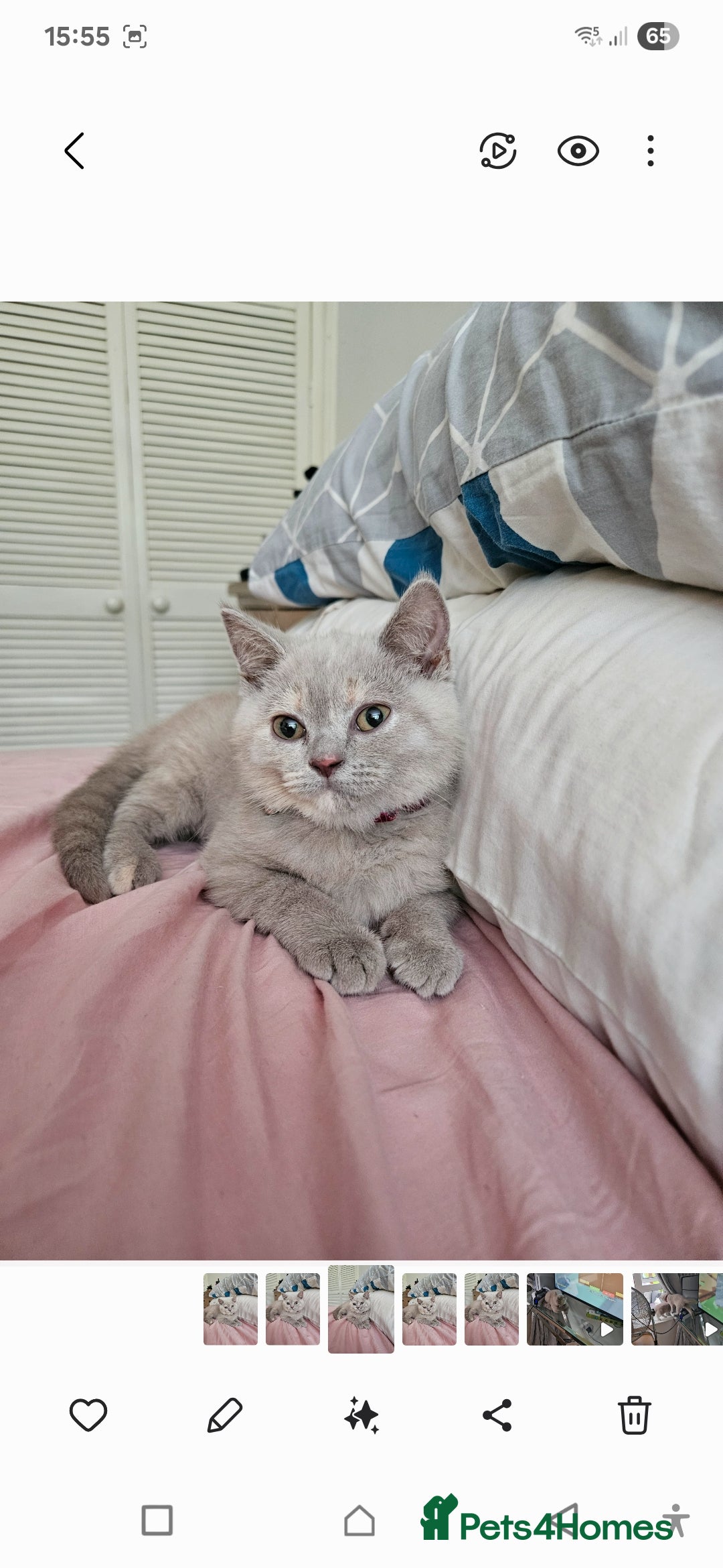 British Shorthair cats for sale: Rare lilac British Short Hair Kitten (Female)  - Image 2