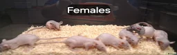 Rat rodents for sale: Baby Dumbo Rats , Males and Females  - Advert 15