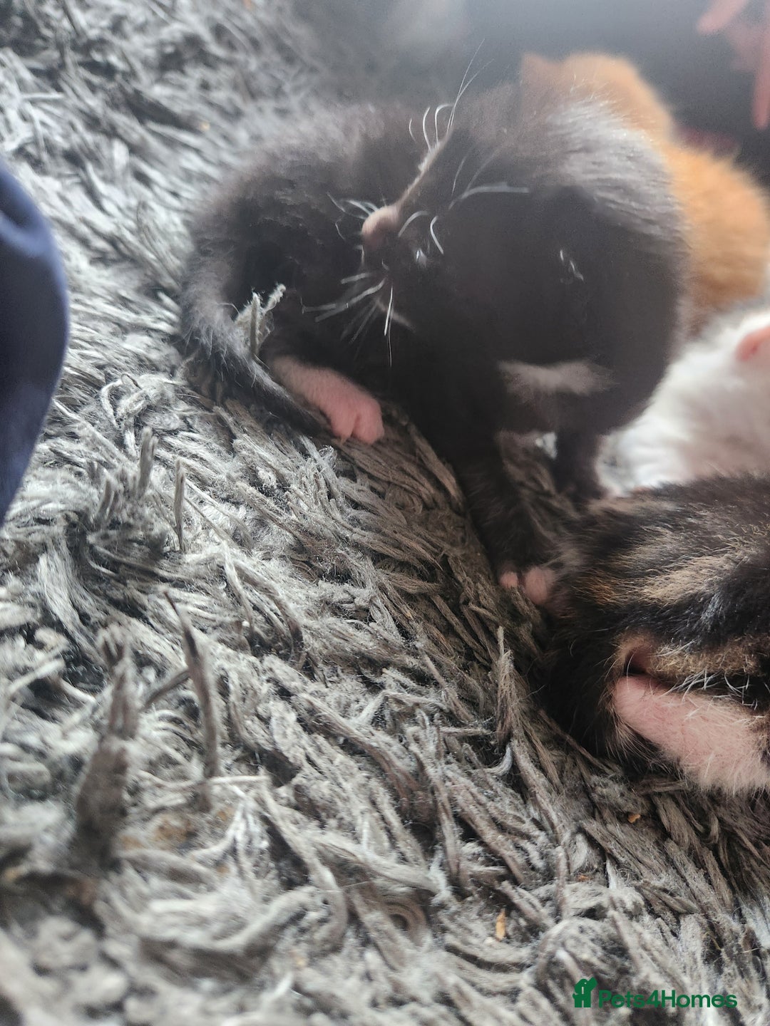 Mixed Breed cats for sale: Beautiful baby's looking for their forever homes  - Image 17