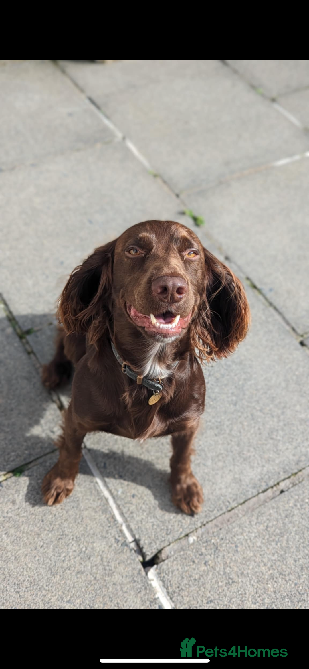 Cocker Spaniel dogs for stud: Cocker spaniel stud - Advert 3