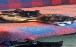 Mixed Breed cats for sale: Kittens for loving home  - Image 5