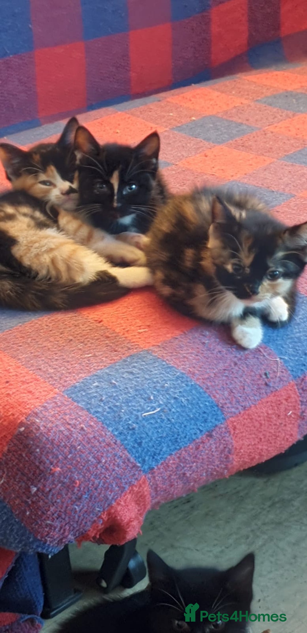 Mixed Breed cats for sale: Kittens for loving home  - Image 5