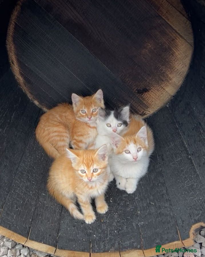 Mixed Breed cats Ginger tabby kittens - Advert 18