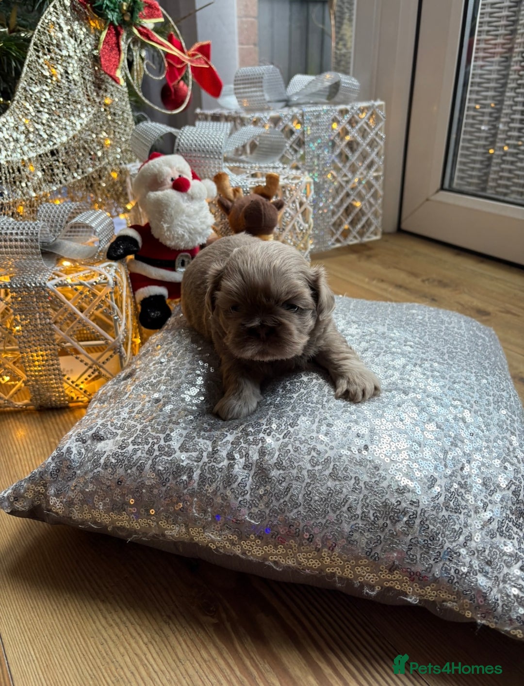 Shih Tzu dogs for sale: 4 beautiful stunning shih tzu puppies  - Advert 5