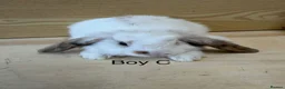 Mini Lop rabbits for sale: Beautiful mini lop bunnies - Advert 4