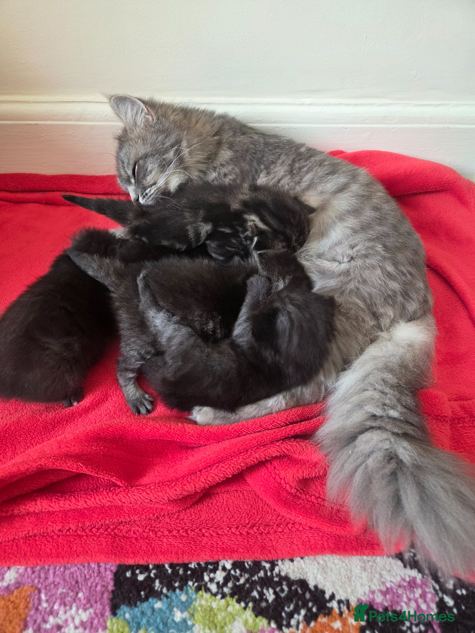 Mixed Breed cats Kittens  - Advert 5