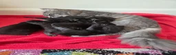 Mixed Breed cats for sale: Kittens  in Worksop - Advert 1