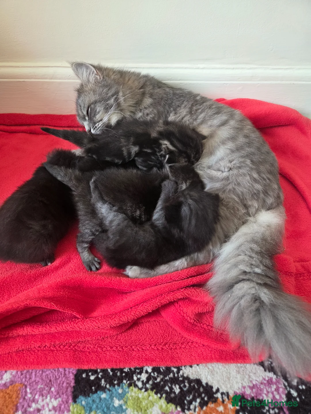 Mixed Breed cats for sale: Kittens  in Worksop - Advert 1