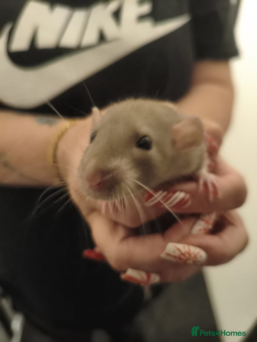 Rat rodents for sale: Adorable baby dumbo rats - Advert 13