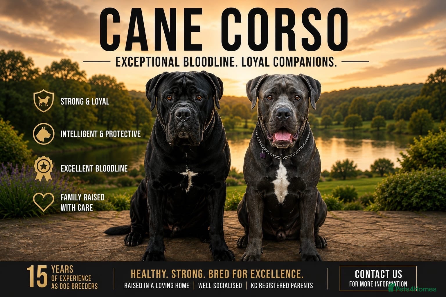 Cane Corso dogs 4 Stunning Cane Corso Big Boys!!! - Advert 1