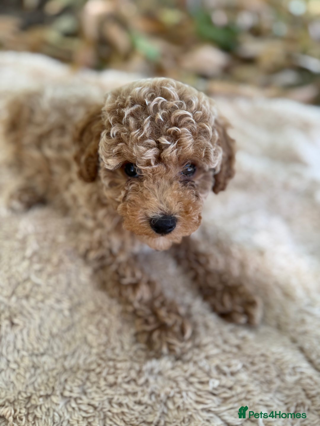 Poochon dogs for sale: Mini poochon  - Image 11