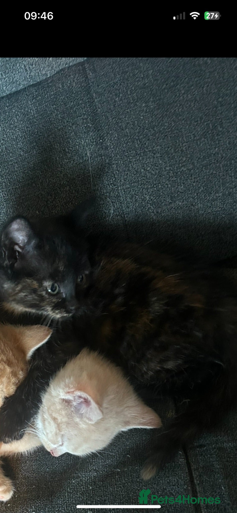 Mixed Breed cats 2 left!  - Advert 4