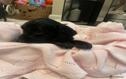 Cockapoo dogs for sale: 4 Stunning and Healthy cockapoos *2 girls 2boys* - Image 5