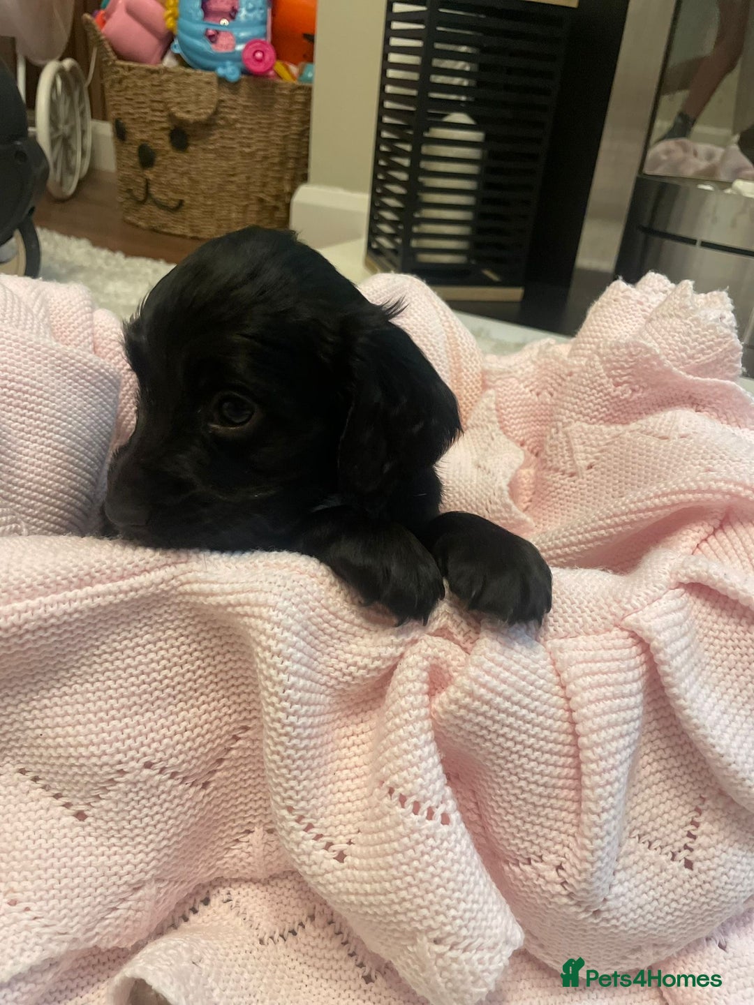 Cockapoo dogs for sale: 4 Stunning and Healthy cockapoos *2 girls 2boys* - Image 5