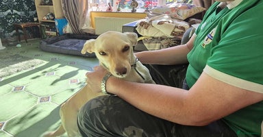 Mixed Breed dogs - Advert 2