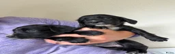 Cocker Spaniel dogs for sale: Working bred cocker spaniel pups  - Advert 2