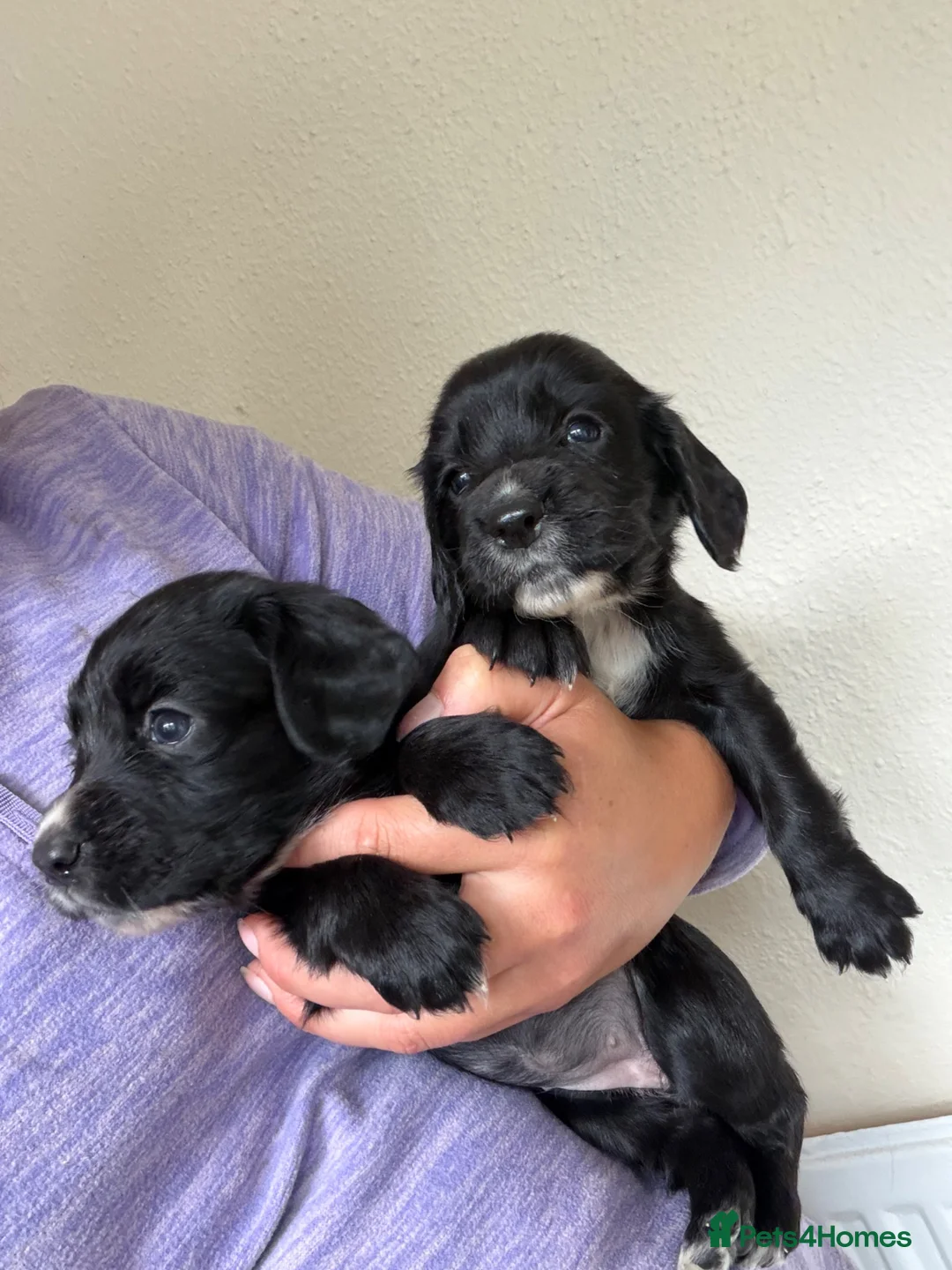 Cocker Spaniel dogs for sale: Working bred cocker spaniel pups  - Advert 2