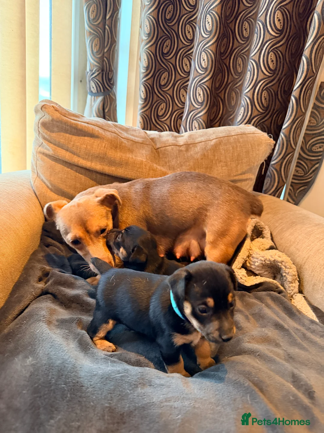 Jack Russell dogs for sale: Stunning Jack Russell pups  - Advert 1