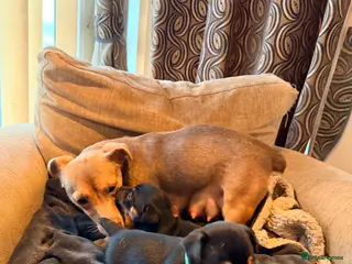 Jack Russell dogs Stunning Jack Russell pups - Advert 4