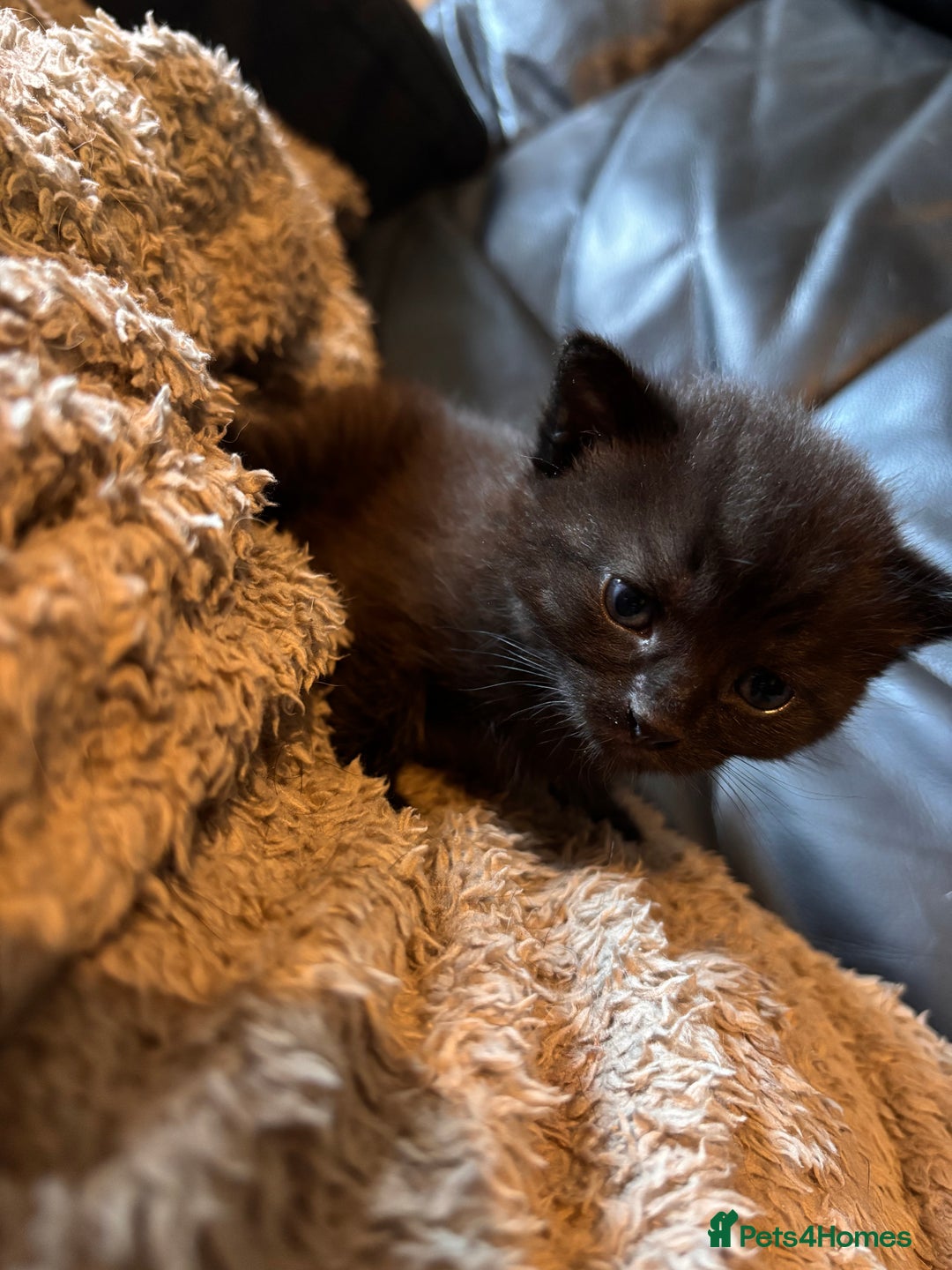 Mixed Breed cats for sale: Mixed breed kittens  - Image 5