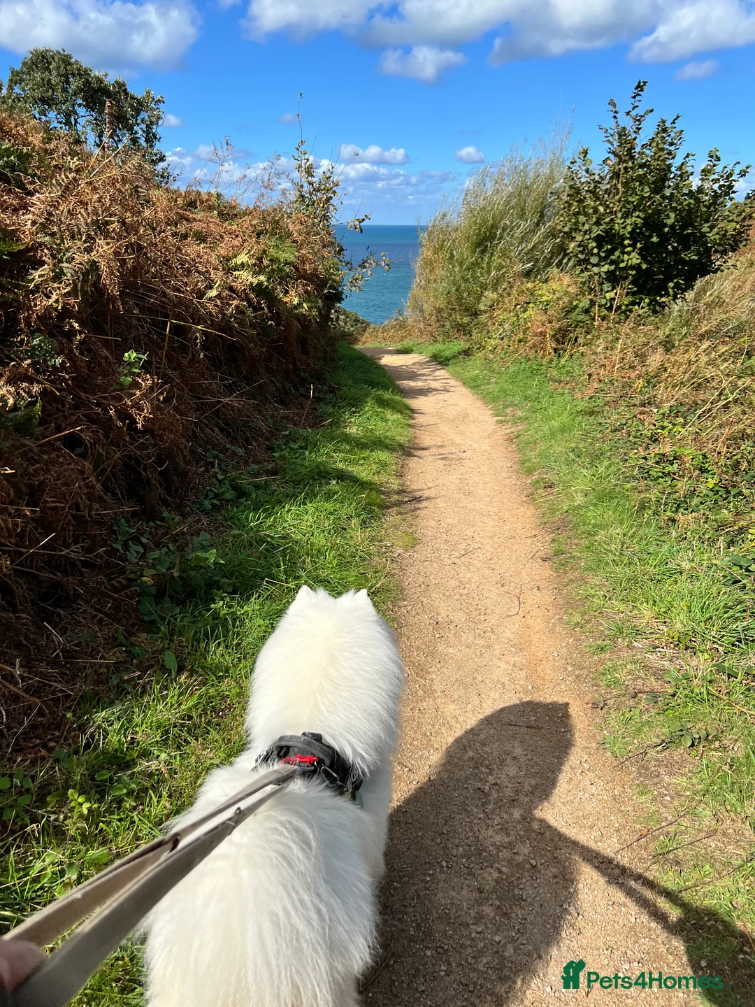 Samoyed dogs for stud: Purebred KC Registered SAMOYED Stud for Breeding  in Reading - Advert 24